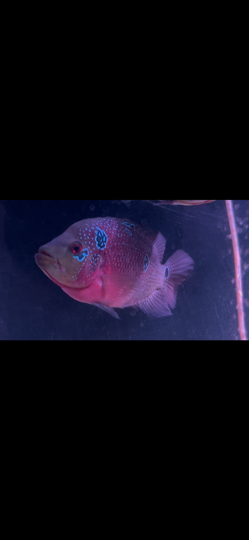 Trimac x FH Female Egglayer