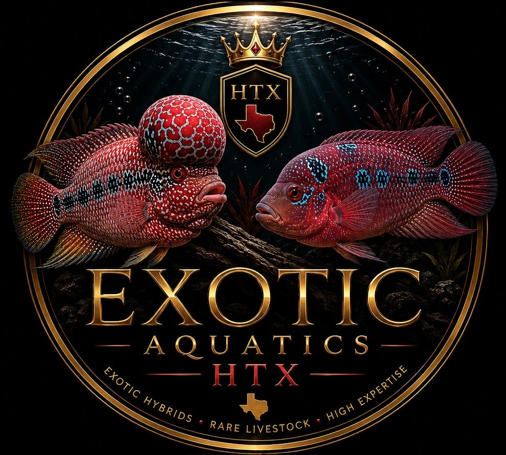 Exotic Aquatics HTX