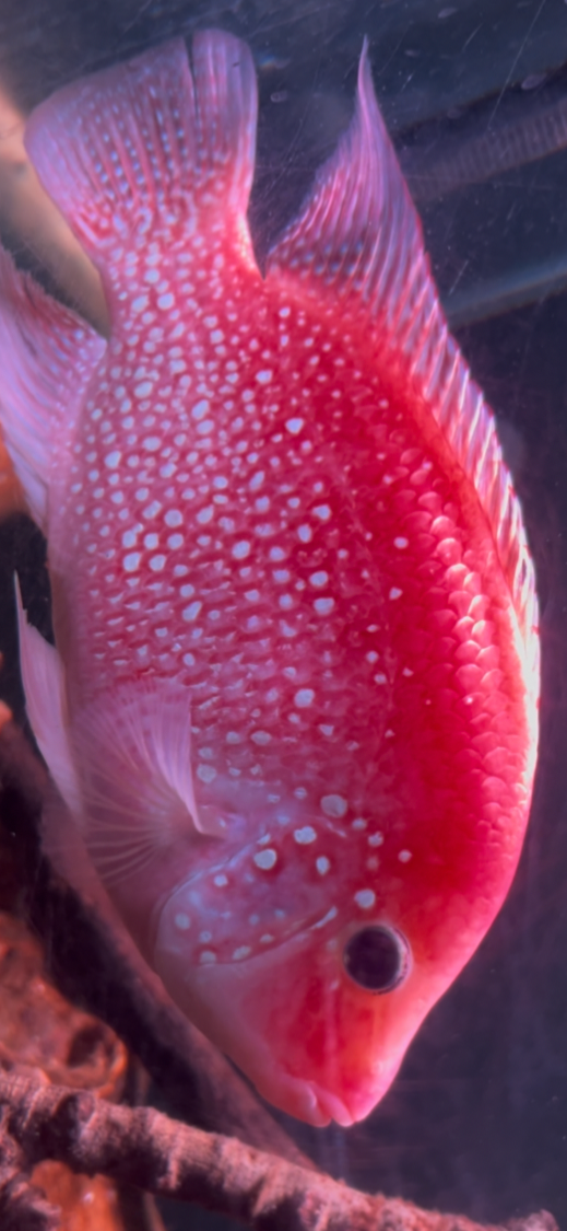Faded SRT Egglayer - Female