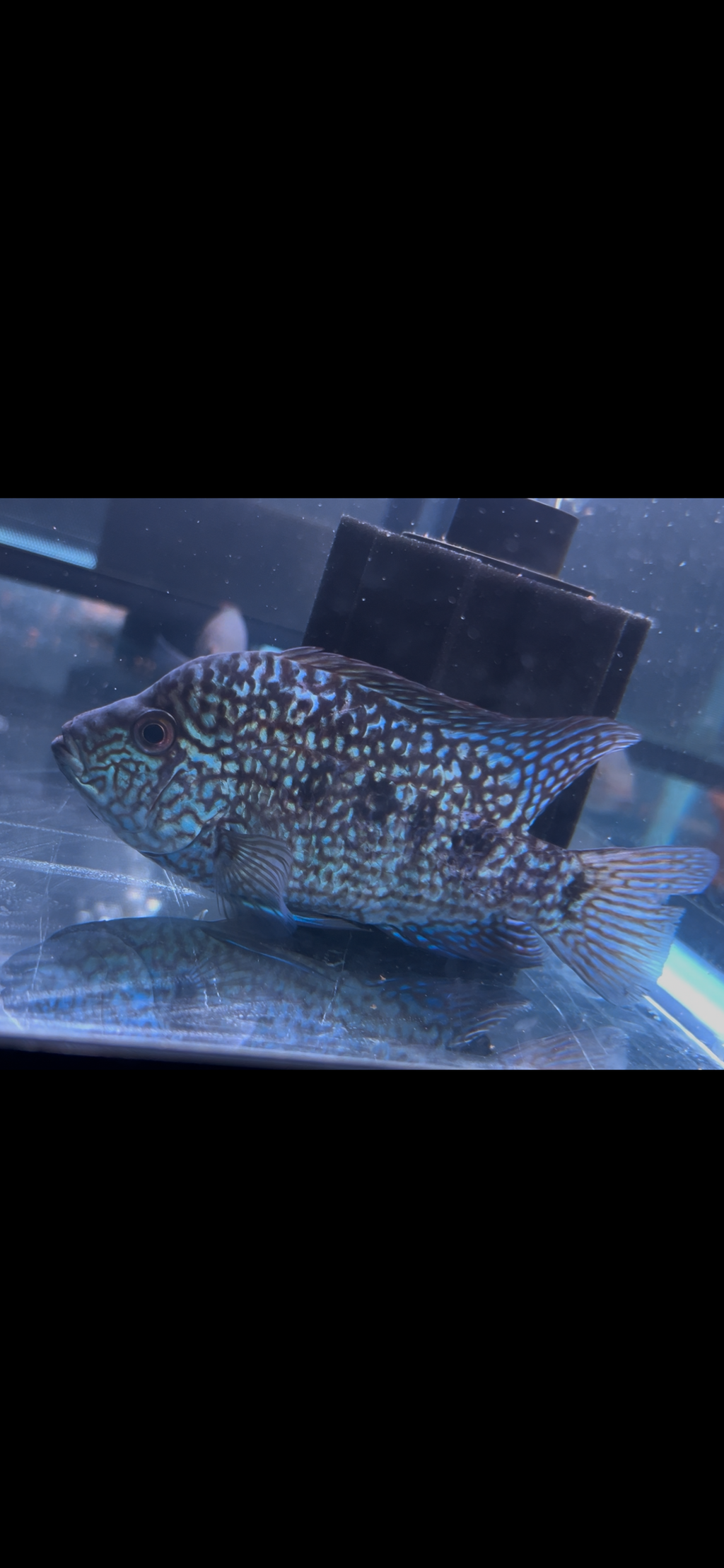*FERTILE* Unfaded SRT Male - Esco x Bonsei