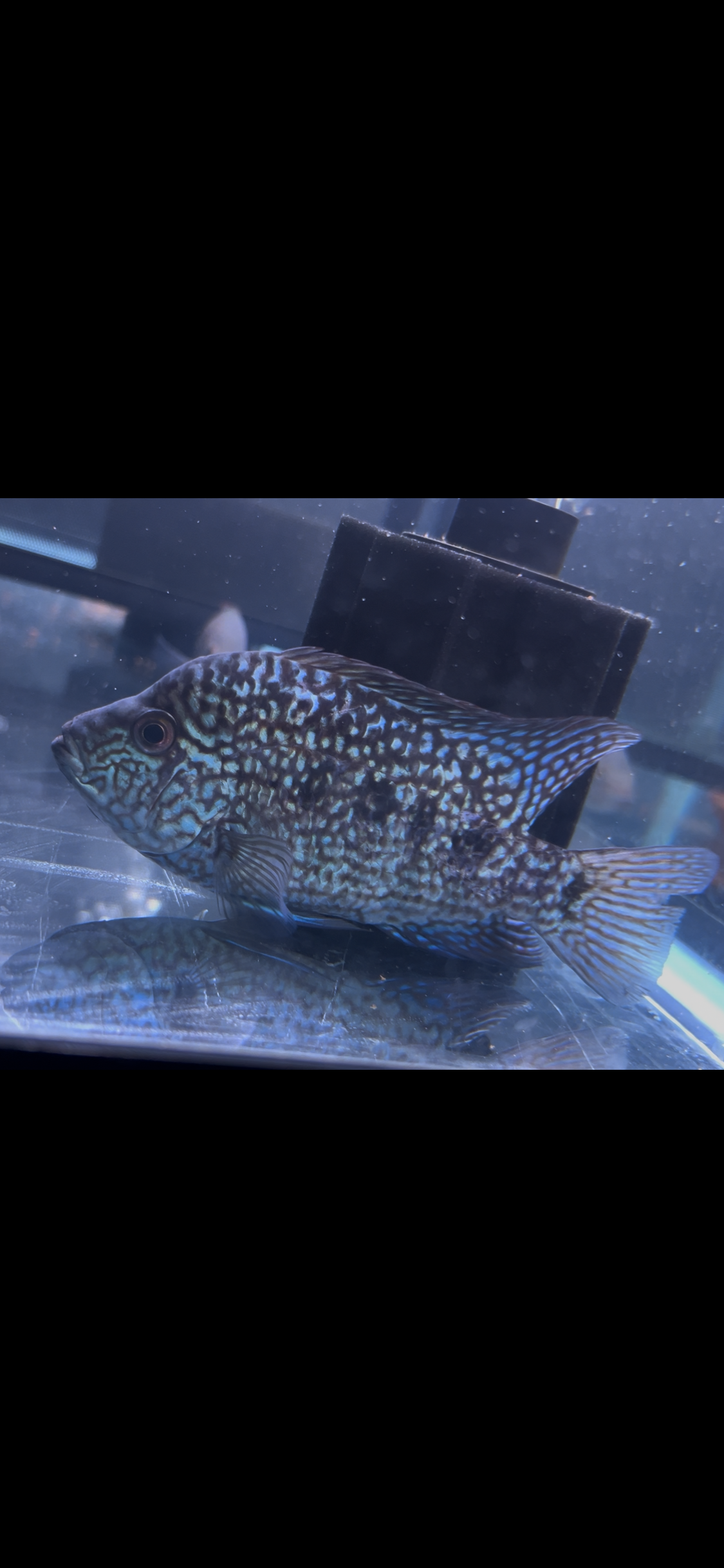 *FERTILE* Unfaded SRT Male - Esco x Bonsei
