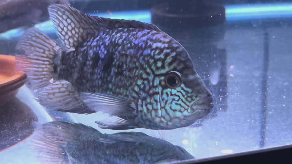 *FERTILE* Unfaded SRT Male - Esco x Bonsei
