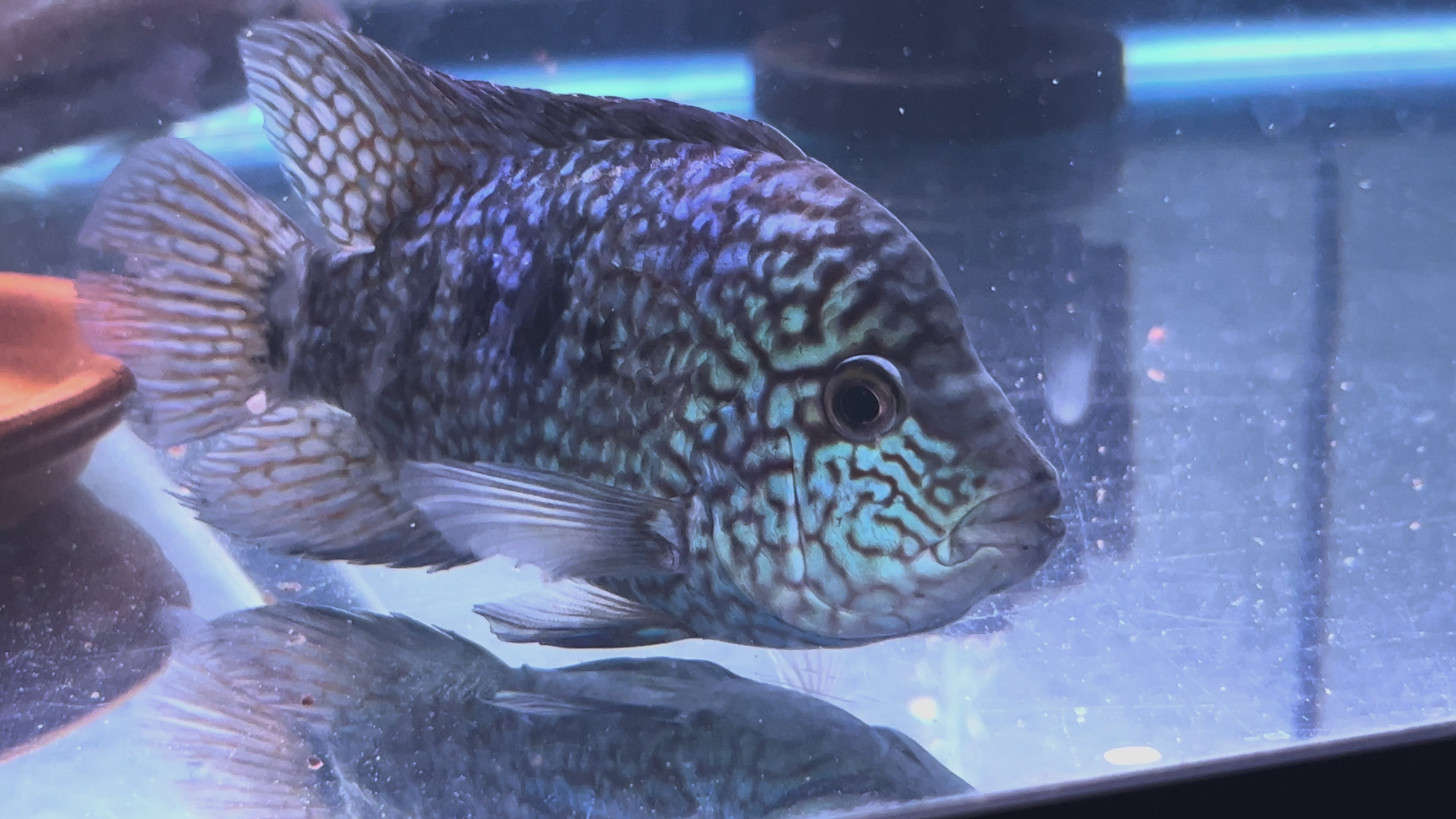 *FERTILE* Unfaded SRT Male - Esco x Bonsei