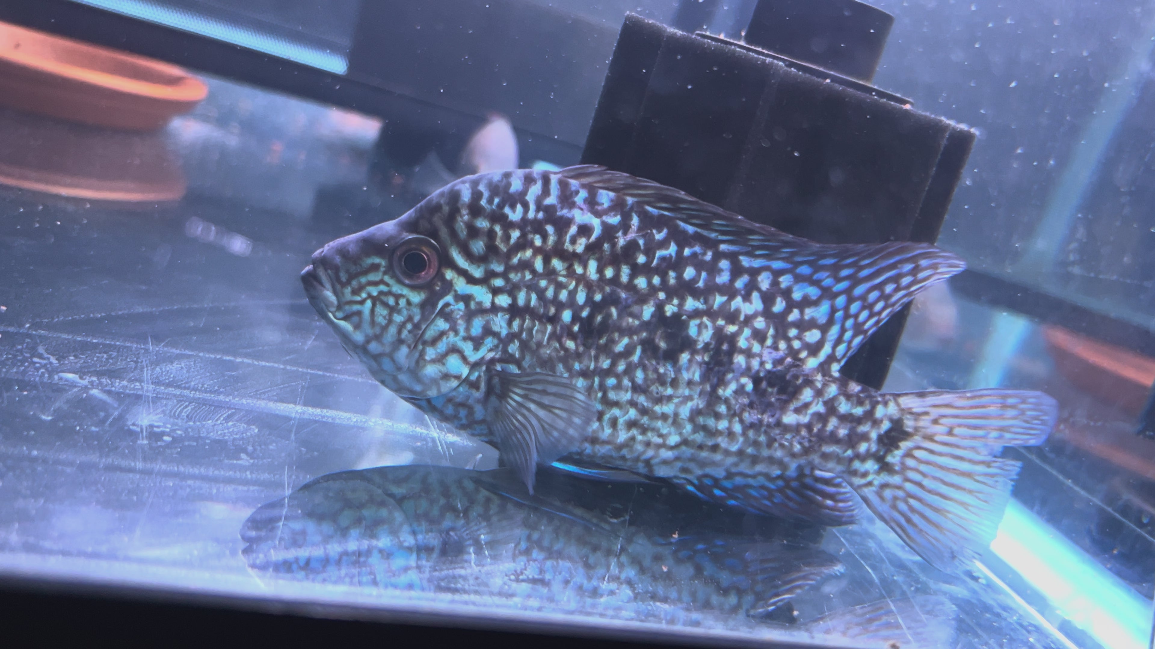 *FERTILE* Unfaded SRT Male - Esco x Bonsei