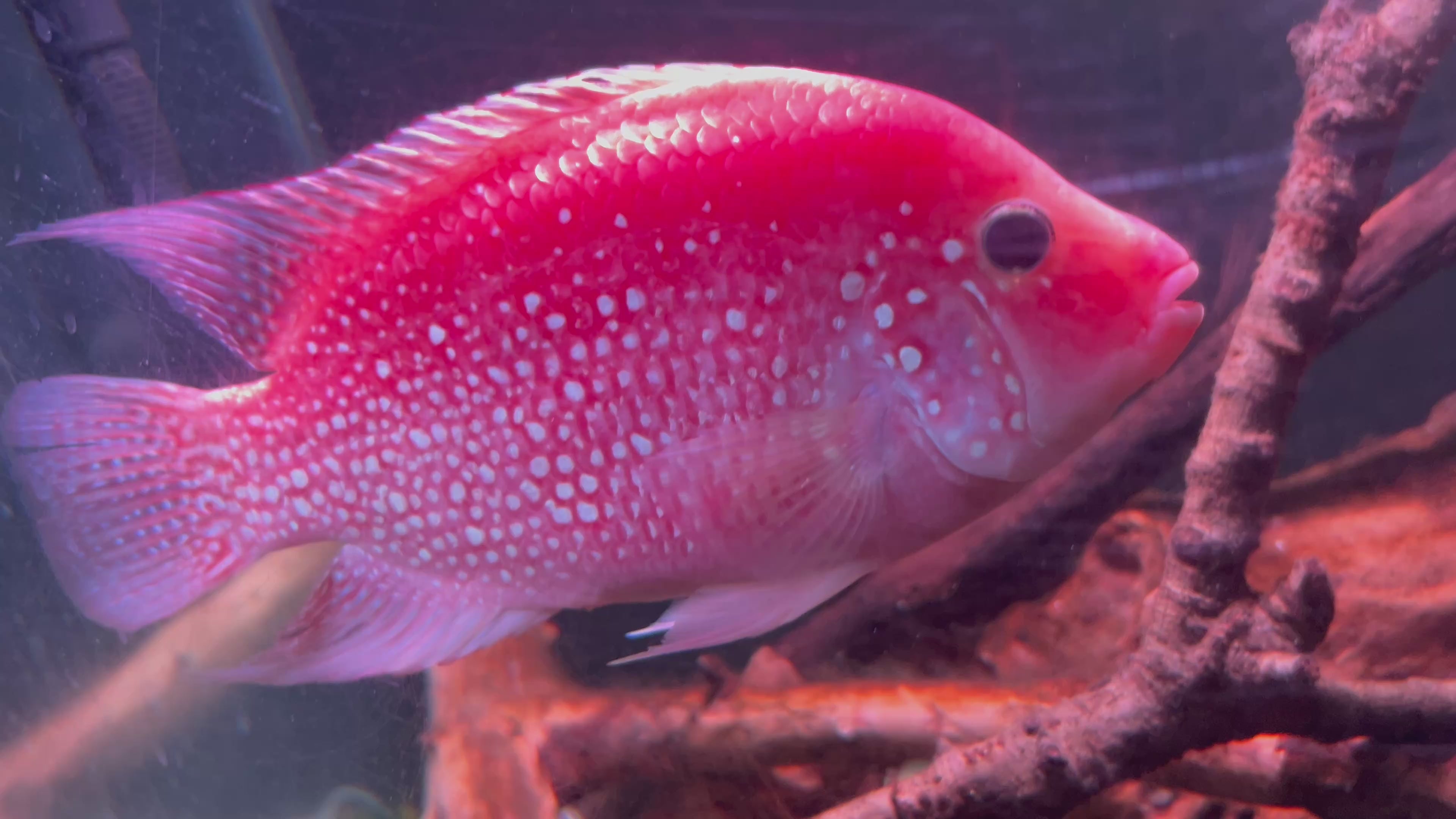 Faded SRT Egglayer - Female